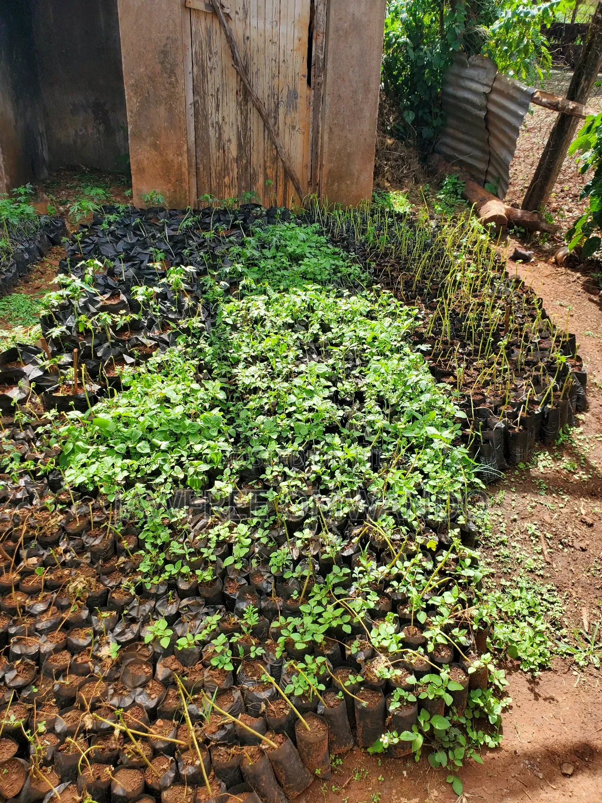 Paw Paw Seedlings