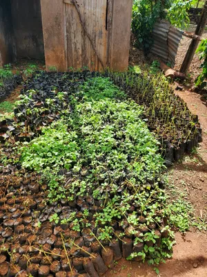 Paw Paw Seedlings