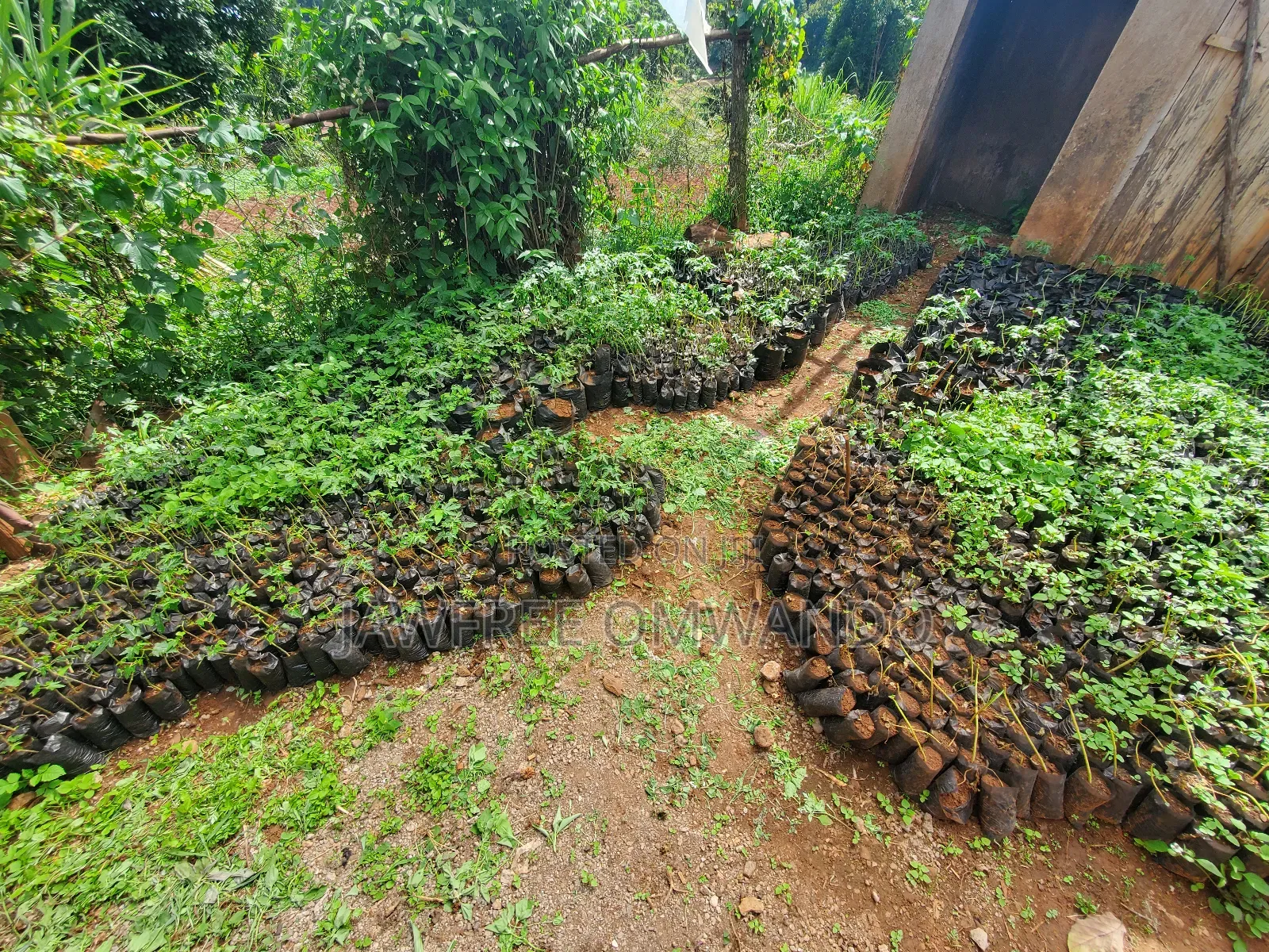 Paw Paw Seedlings
