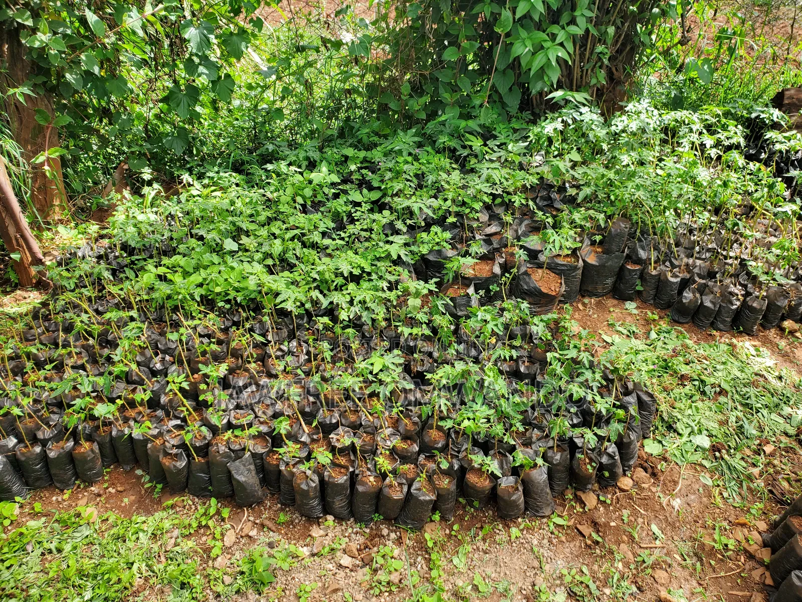 Paw Paw Seedlings