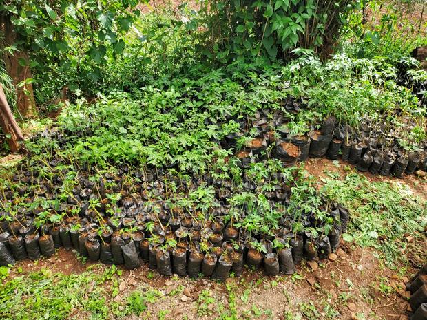 Paw Paw Seedlings - thumbnail 4