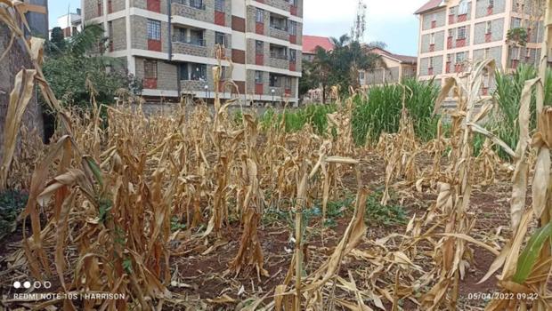 Very Prime 1⁄4ac Plot Opposite the Gate of Ngong Racecourse. - thumbnail 2