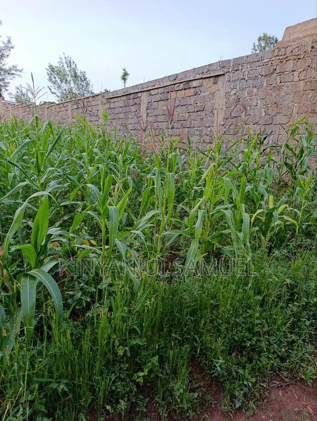 60by130 Plot for Sale in Ciumbu Makuyu - thumbnail 3
