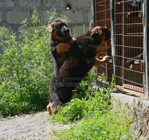 3-6 months Female Purebred German Shepherd - main view