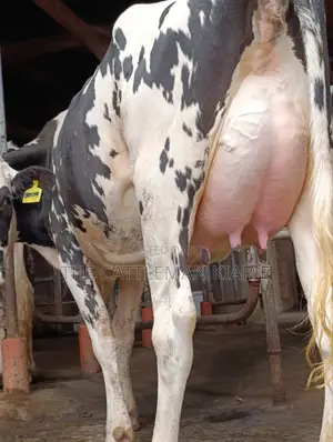 Girilando Friesian Freshly Calved