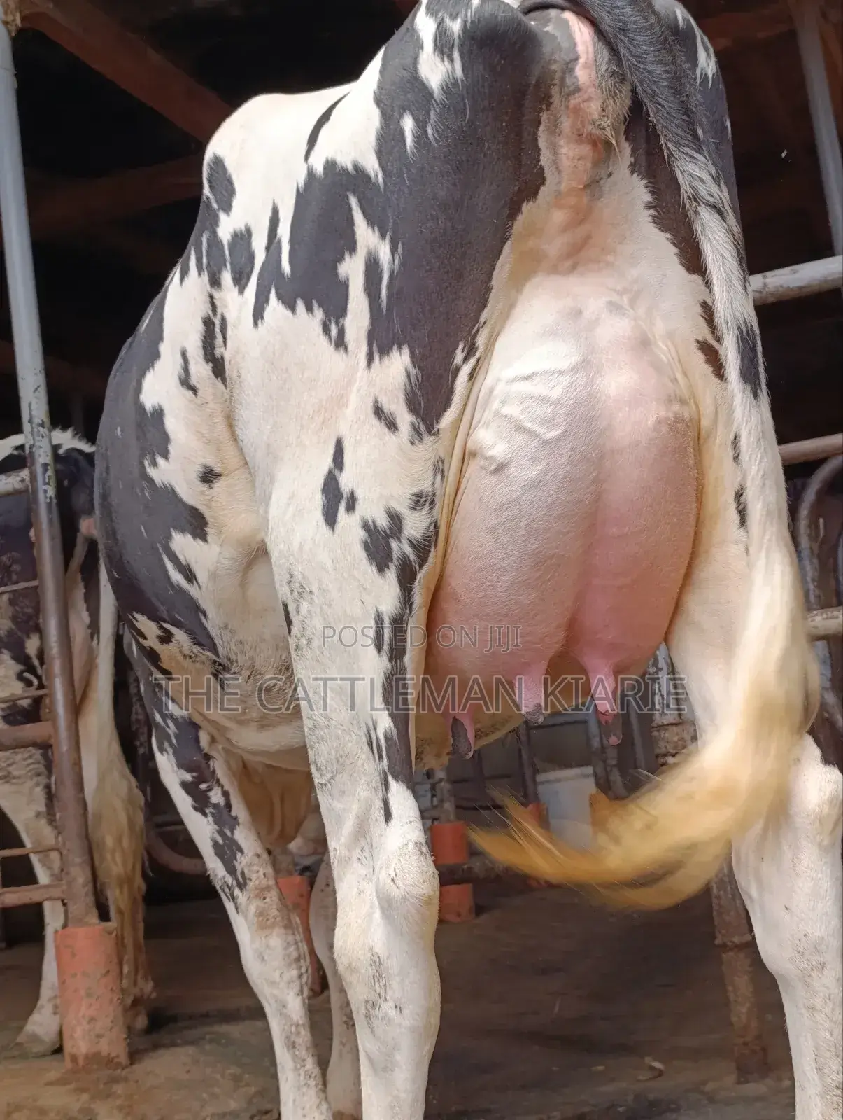 Girilando Friesian Freshly Calved