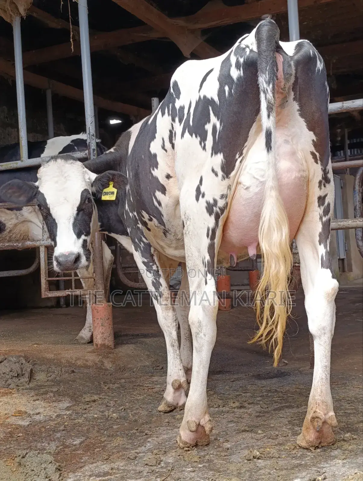 Girilando Friesian Freshly Calved