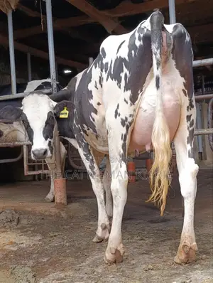 Girilando Friesian Freshly Calved