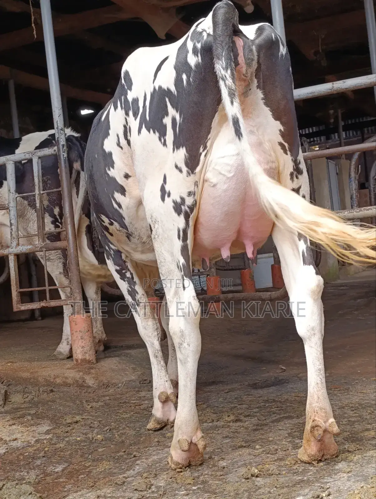 Girilando Friesian Freshly Calved
