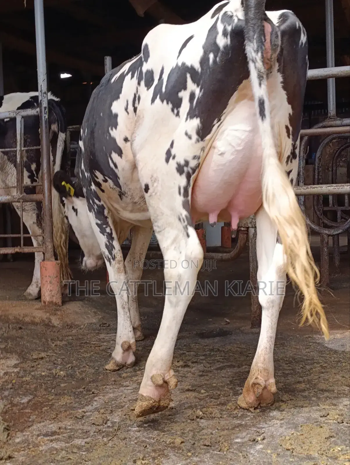 Girilando Friesian Freshly Calved