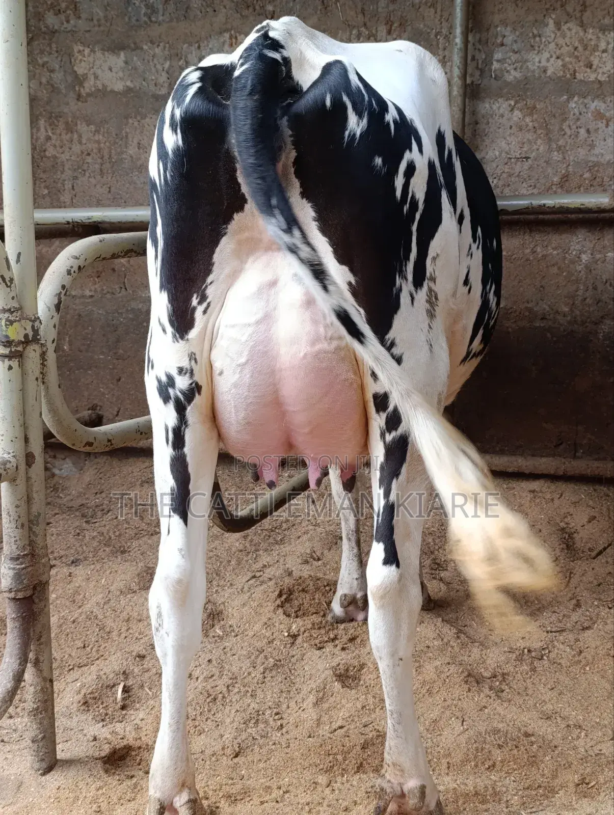 Girilando Friesian Freshly Calved
