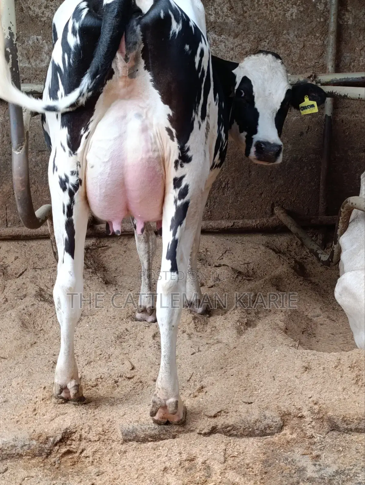 Girilando Friesian Freshly Calved