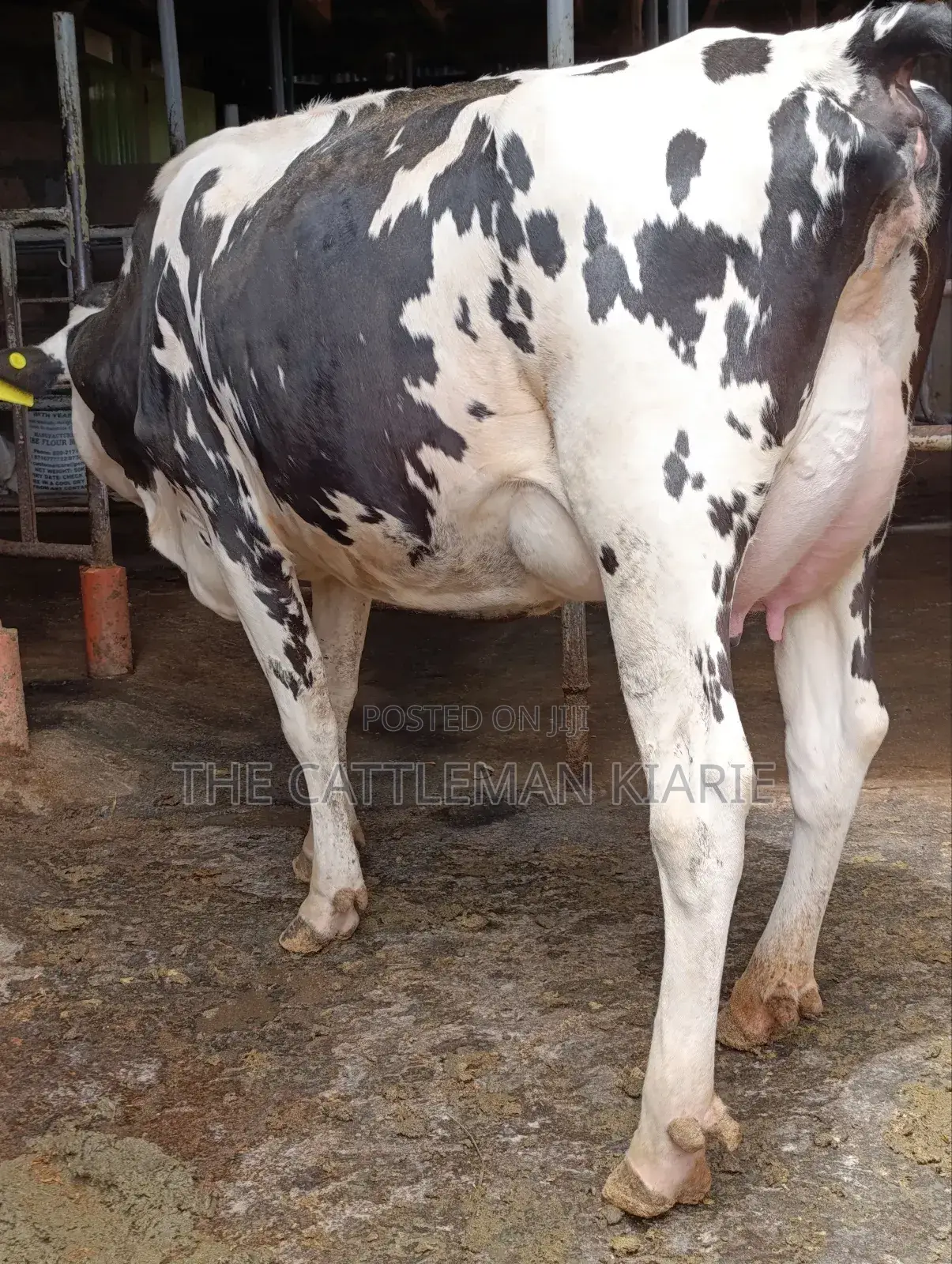 Girilando Friesian Freshly Calved