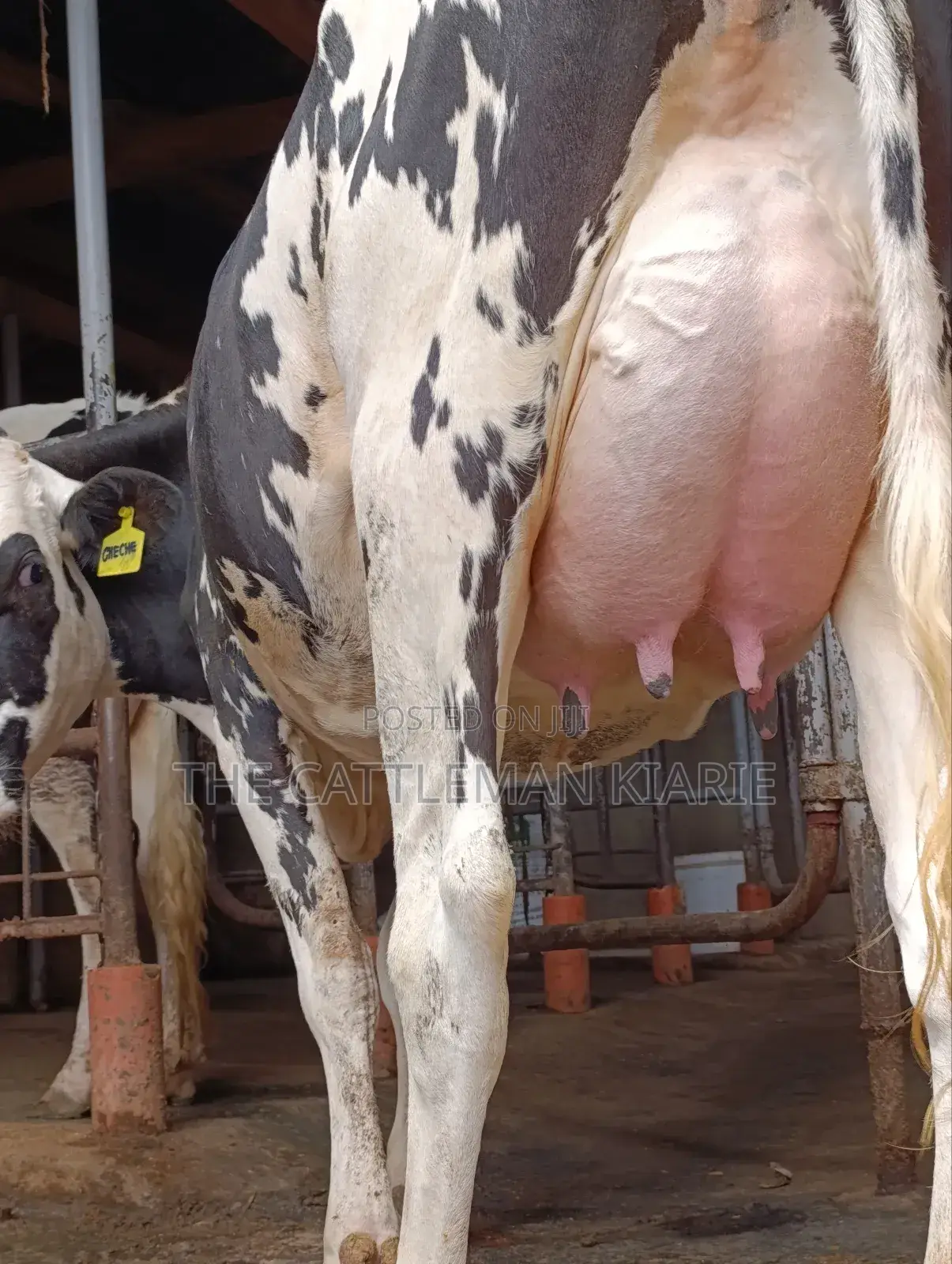 Girilando Friesian Freshly Calved