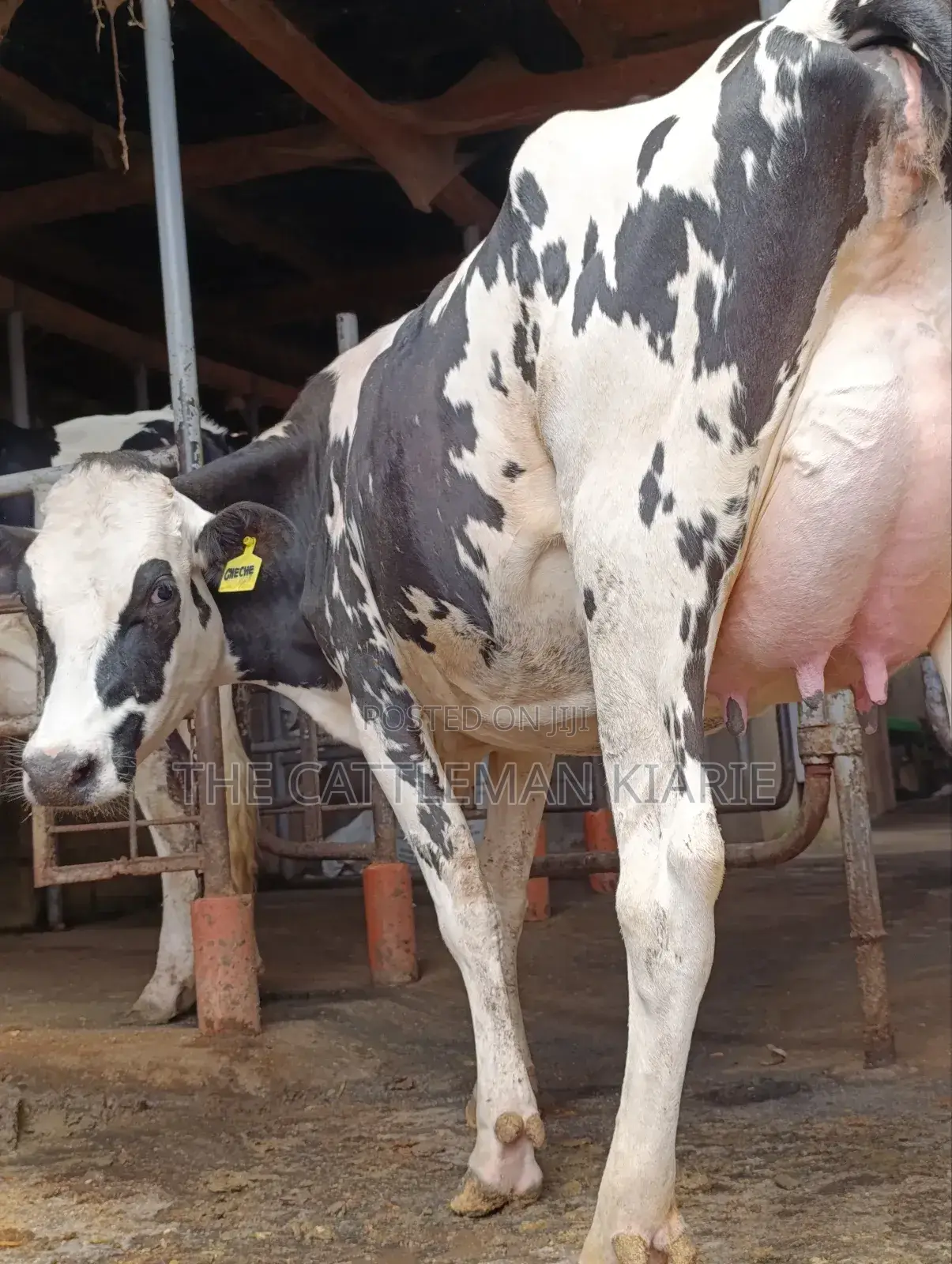 Girilando Friesian Freshly Calved