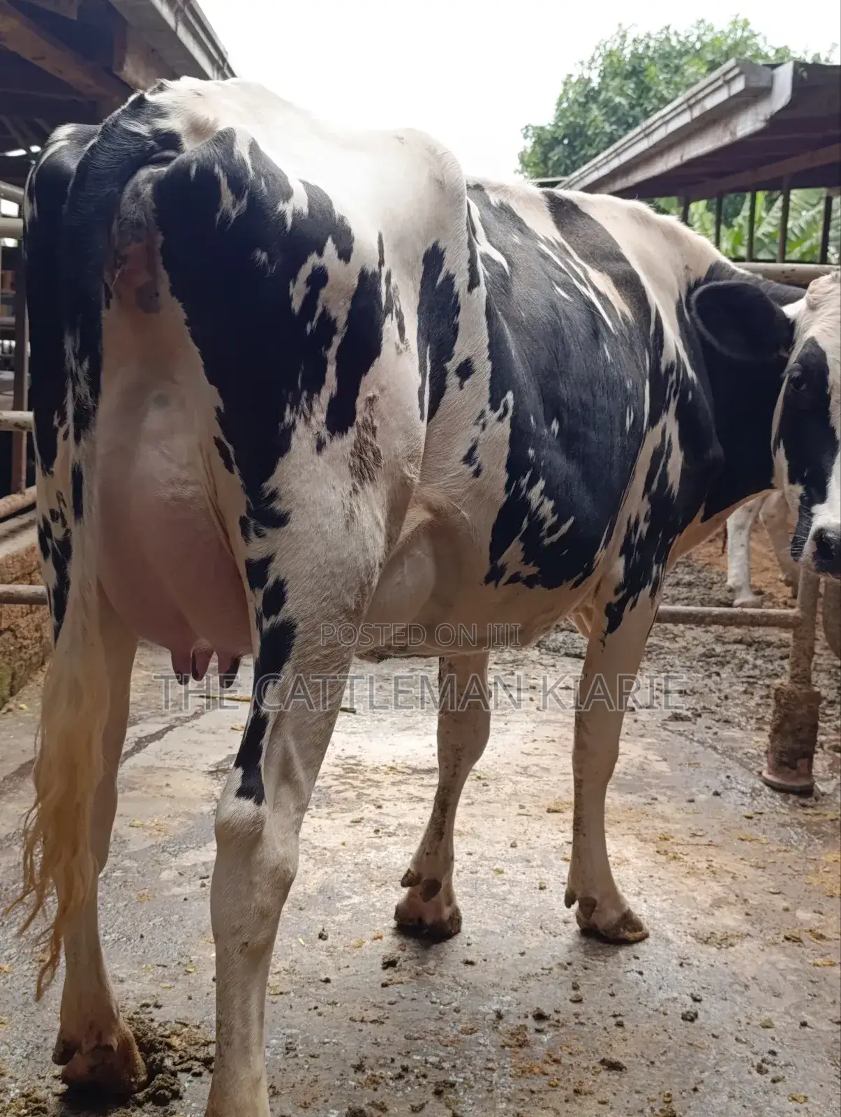 Girilando Friesian Freshly Calved