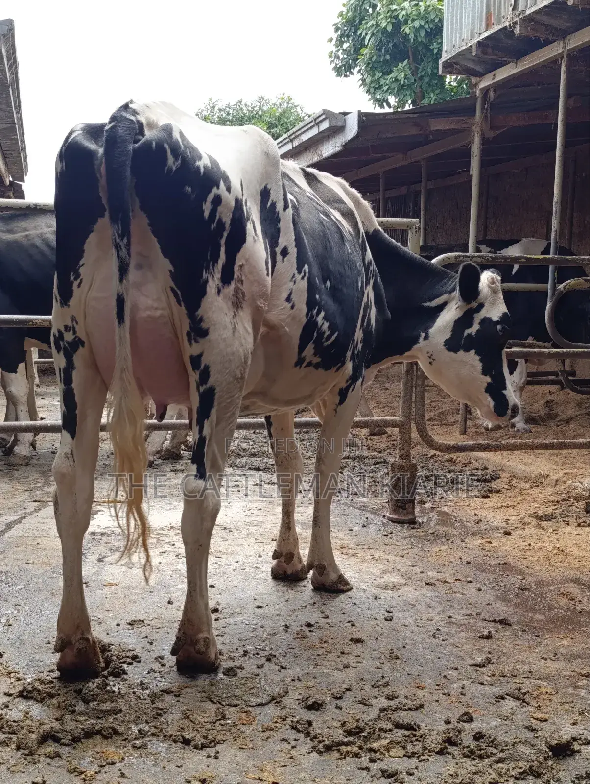 Girilando Friesian Freshly Calved