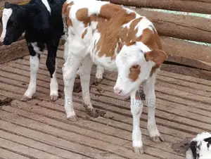 Fleckview Calves For