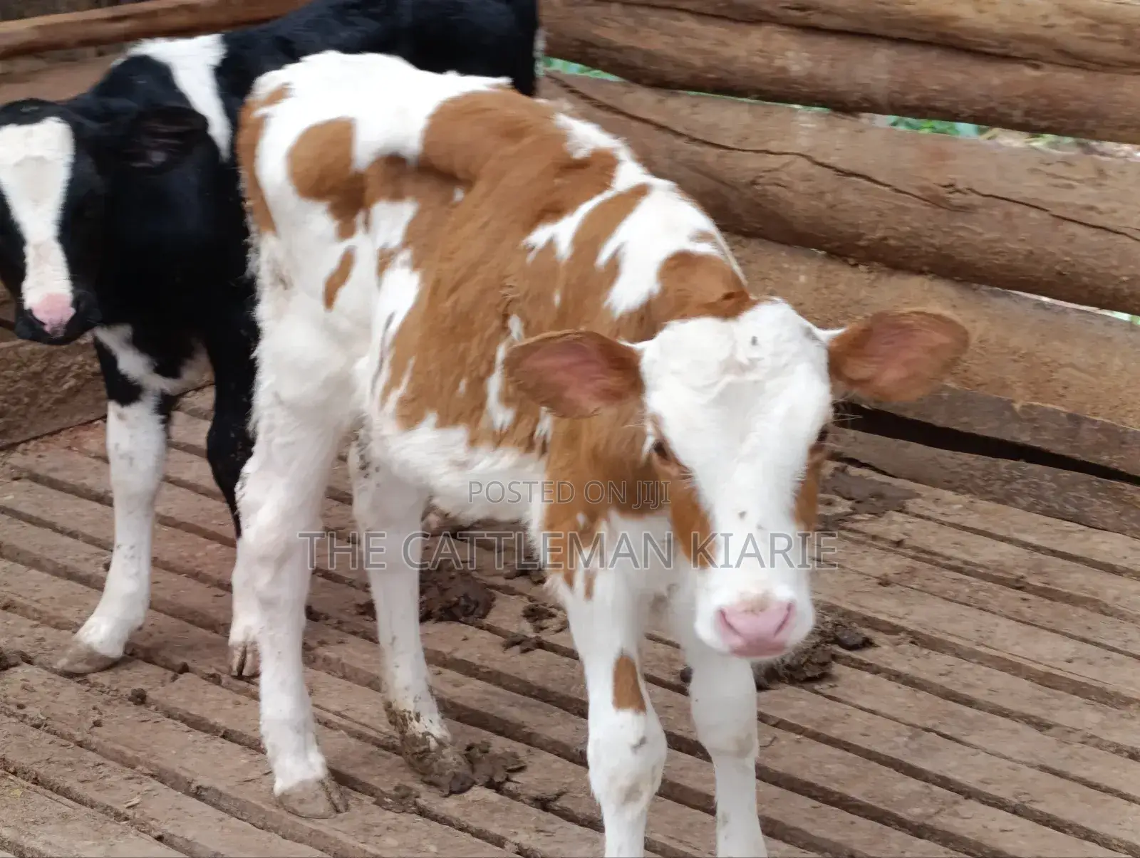 Fleckview Calves For
