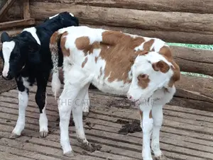 Fleckview Calves For
