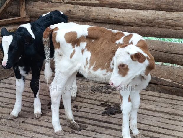 Fleckview Calves For - thumbnail 3