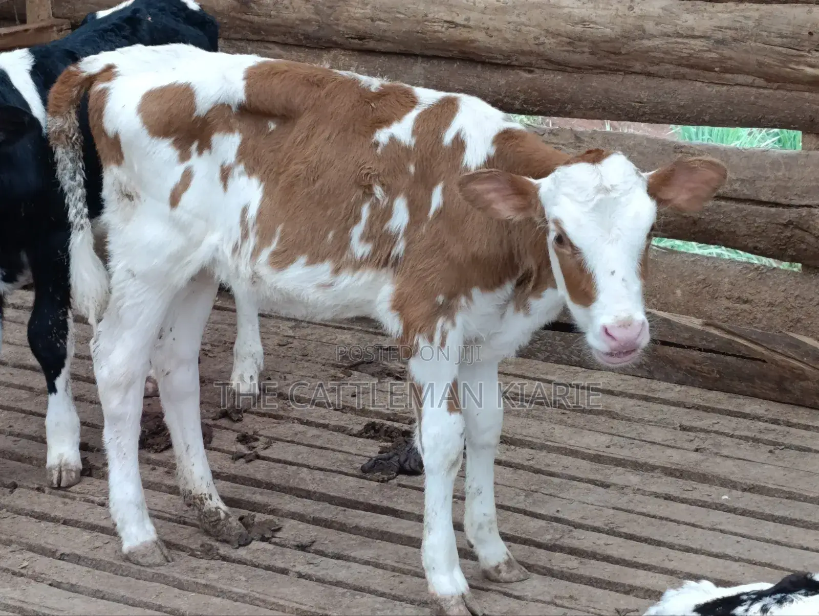 Fleckview Calves For