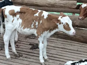 Fleckview Calves For