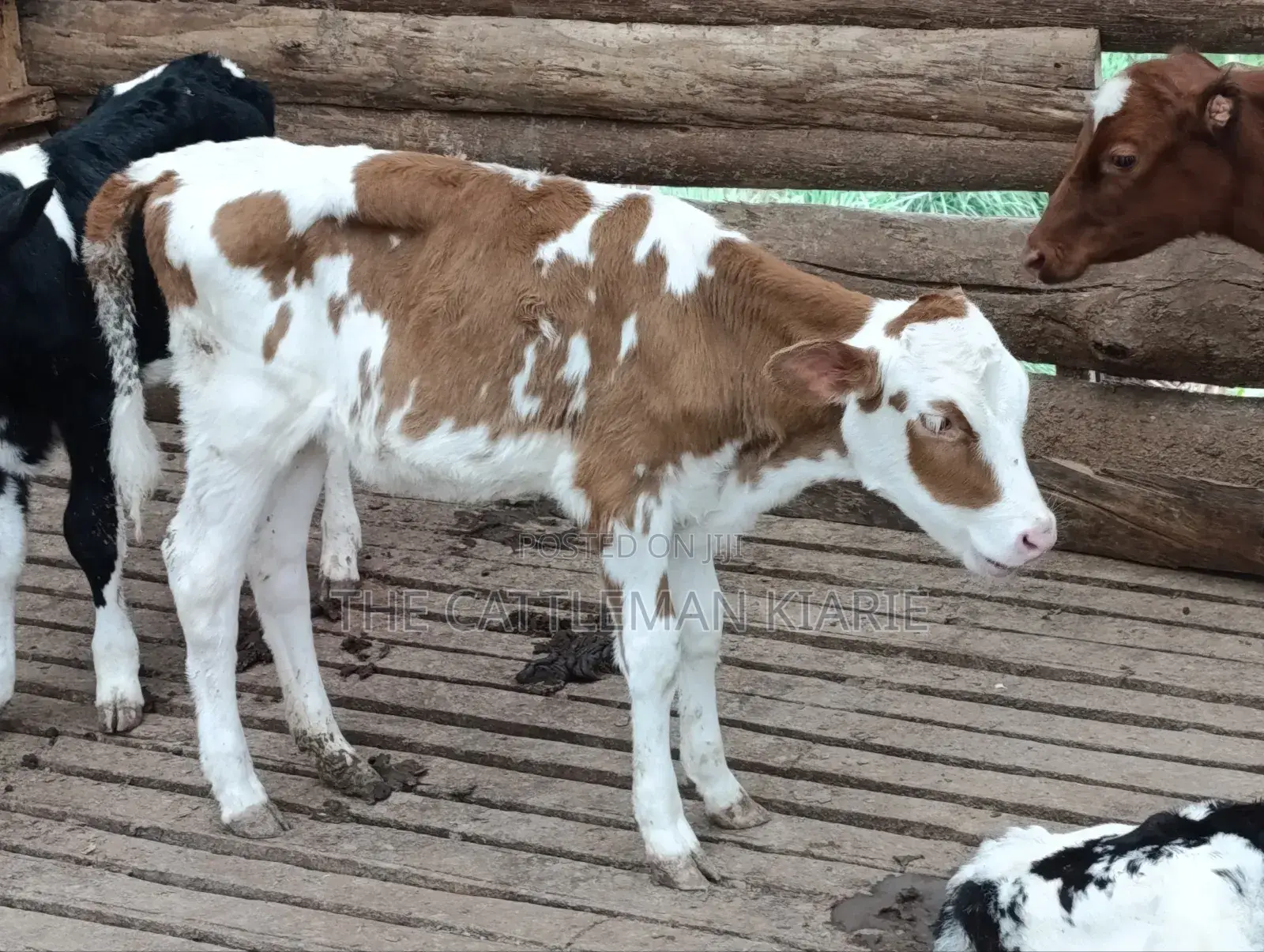 Fleckview Calves For