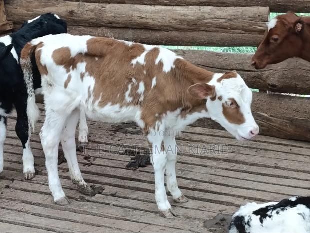 Fleckview Calves For - thumbnail 6