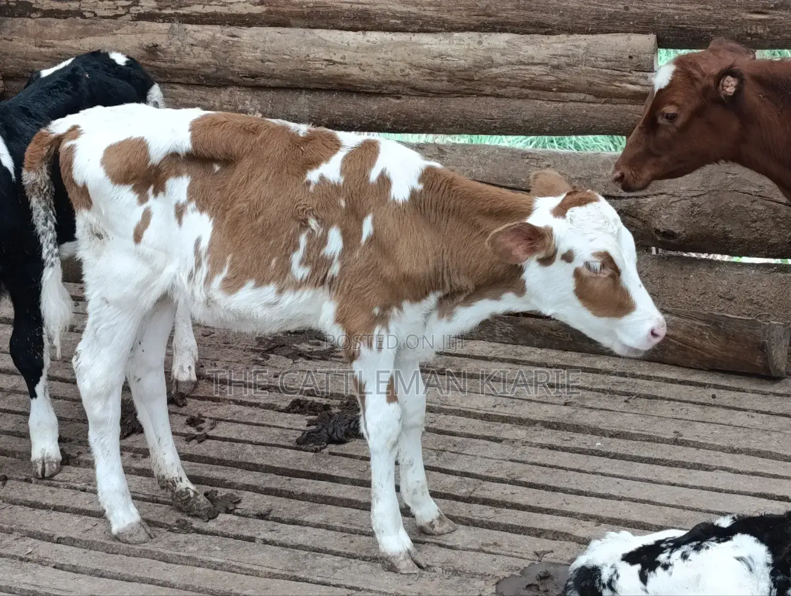 Fleckview Calves For