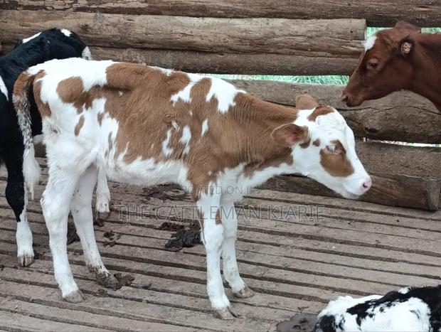 Fleckview Calves For - thumbnail 7