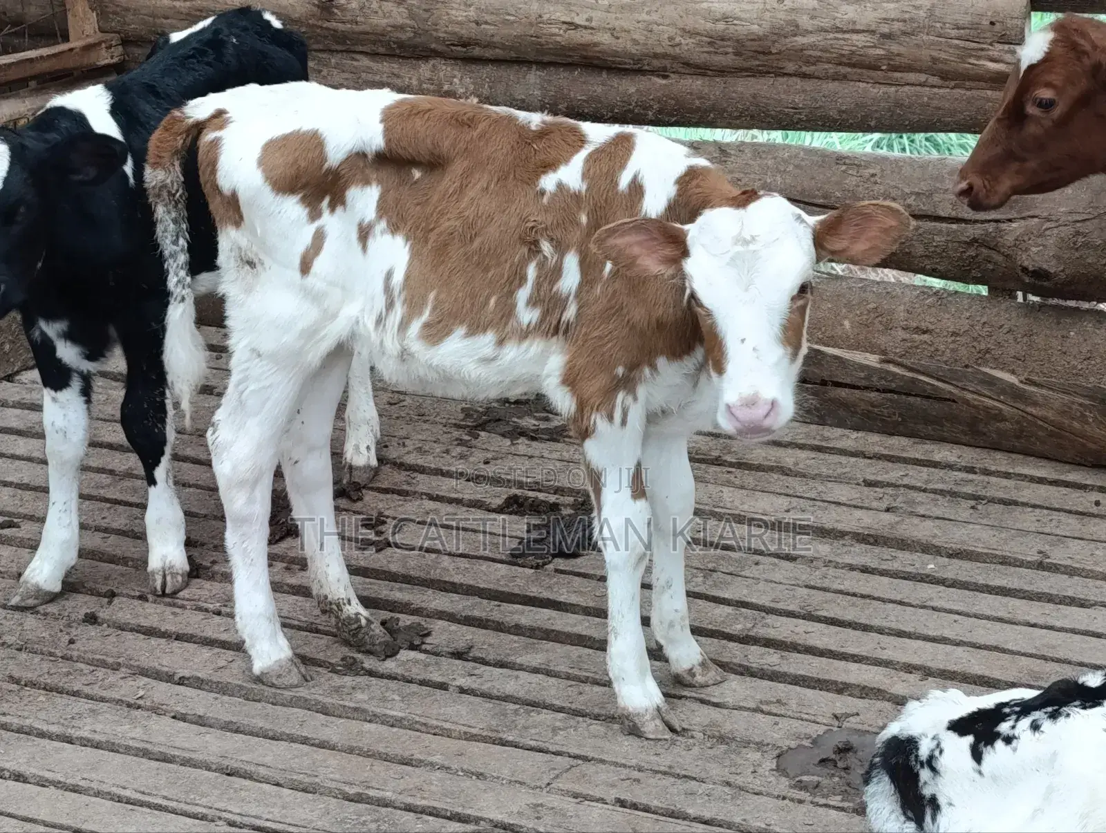 Fleckview Calves For