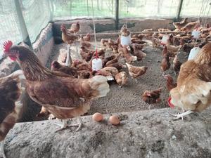 Commercial Layers for Sale - main view