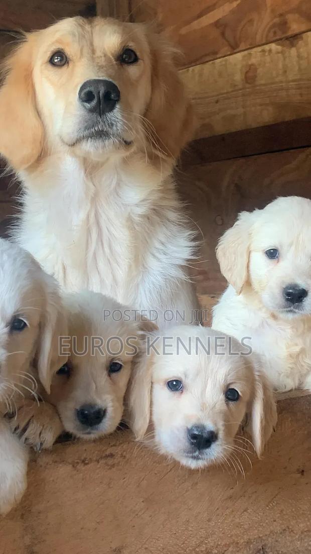 1-3 months Male Purebred Golden Retriever - thumbnail 3