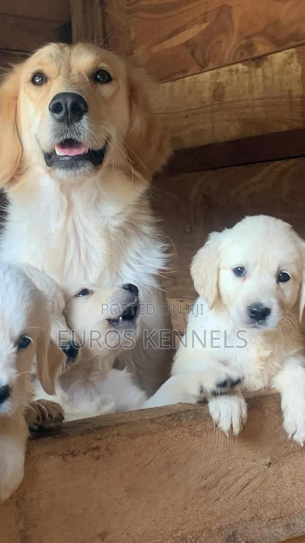 1-3 months Male Purebred Golden Retriever - thumbnail 4