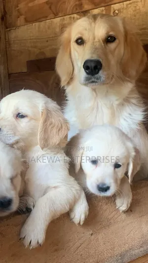 1-3 months Female Purebred Golden Retriever