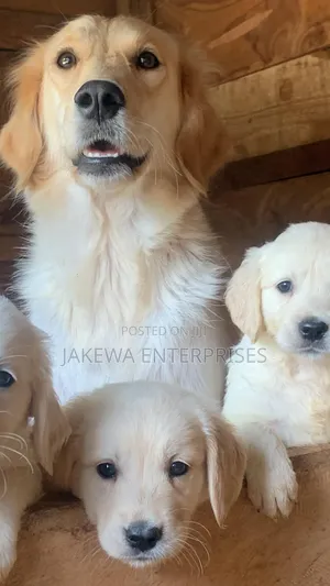 1-3 months Male Purebred Golden Retriever