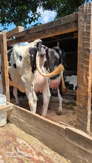 Extra Giant Milkers