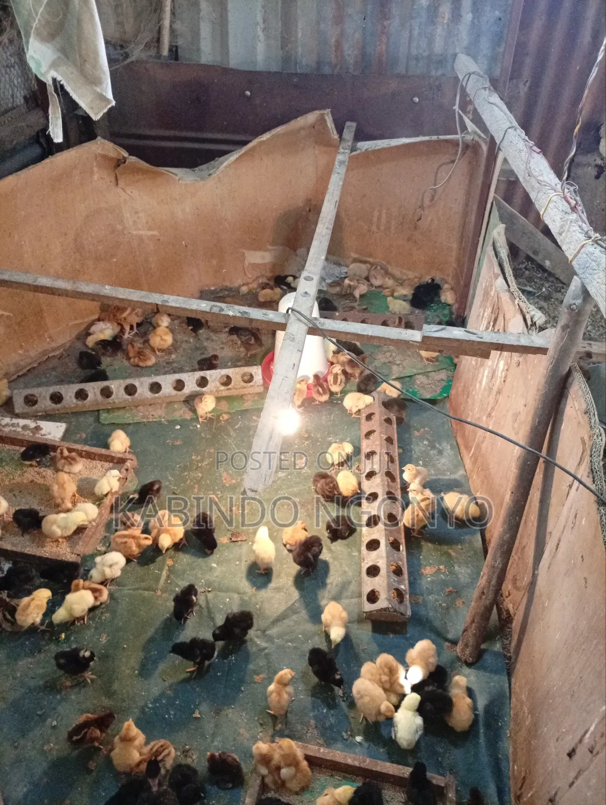 Day Old Chicks on Sale