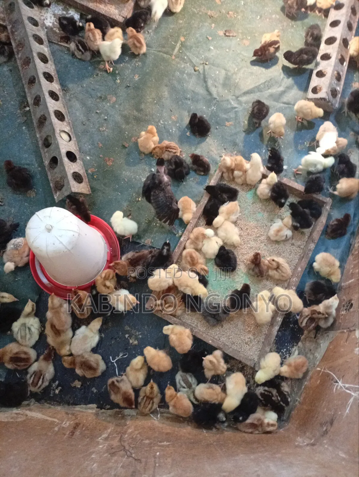 Day Old Chicks on Sale
