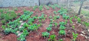 Home . Commercial Plot - thumbnail 2