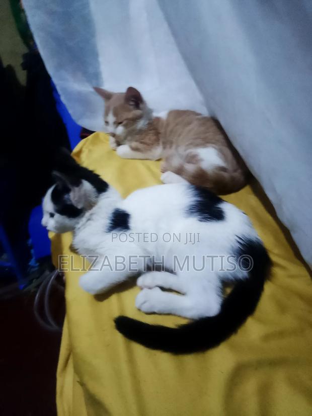 3-6 months Male Mixed Breed American Shorthair