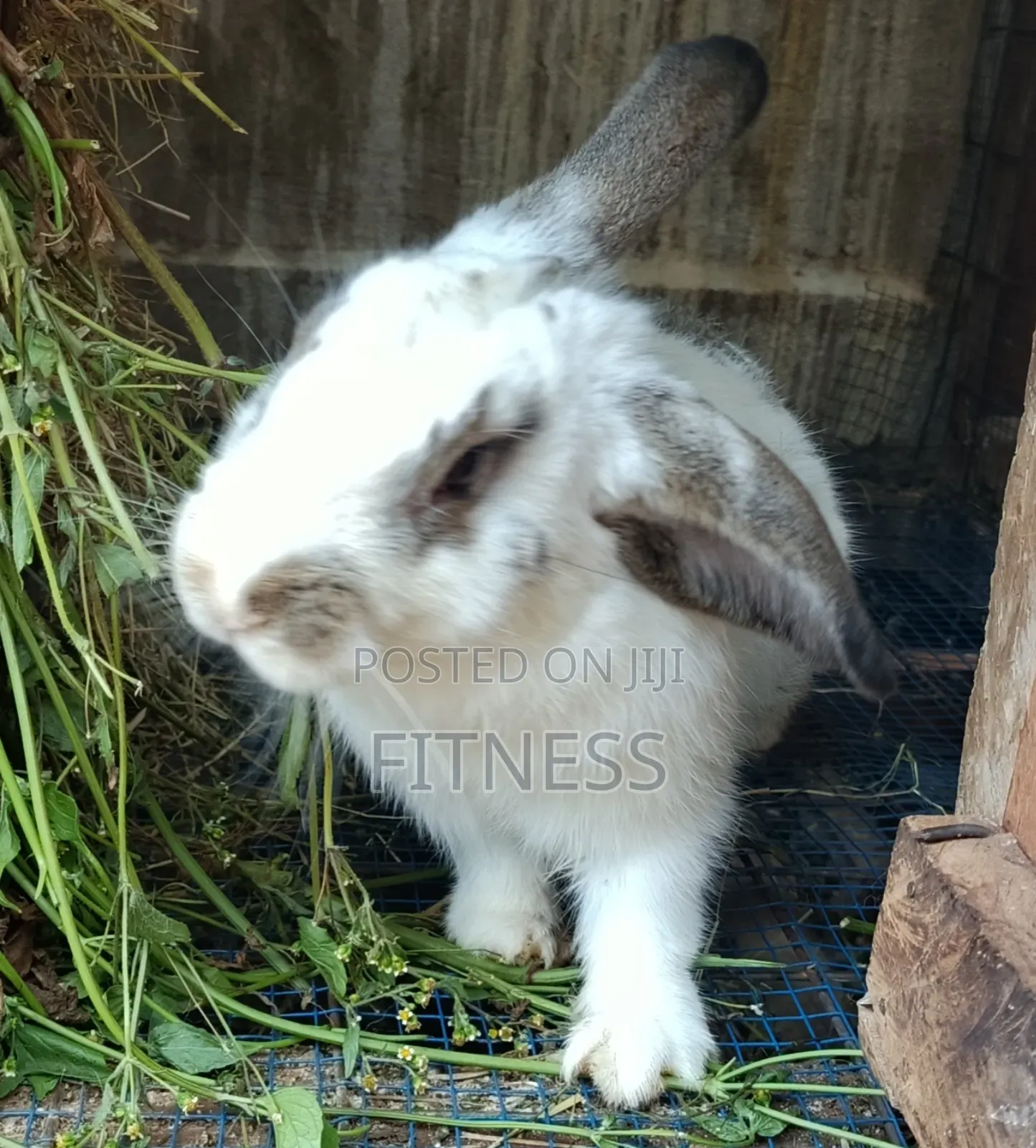 Pure Breed and Hybrid Rabbits