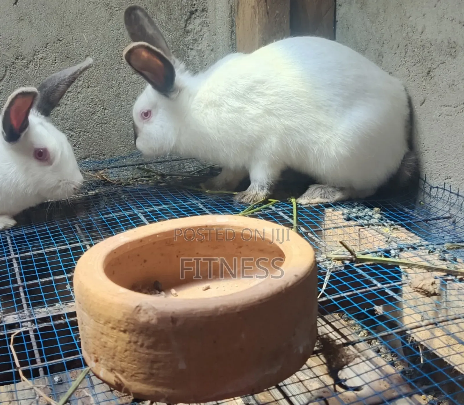 Pure Breed and Hybrid Rabbits