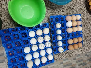 Fertilized Polish and Frizzle Bantam Eggs.