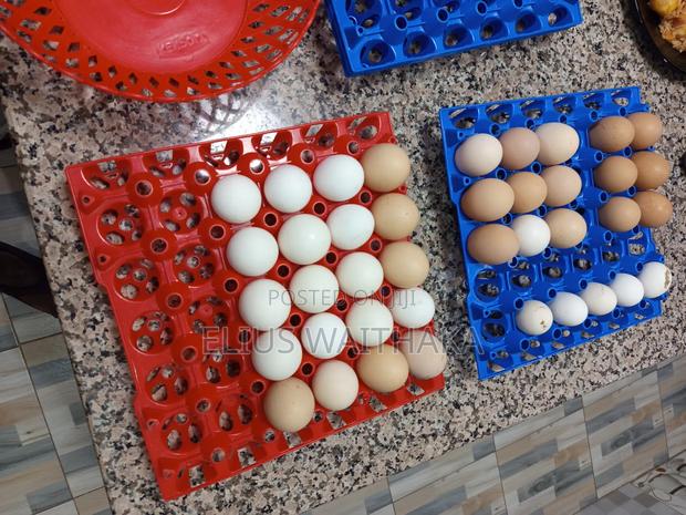 Fertilized Polish and Frizzle Bantam Eggs. - thumbnail 4