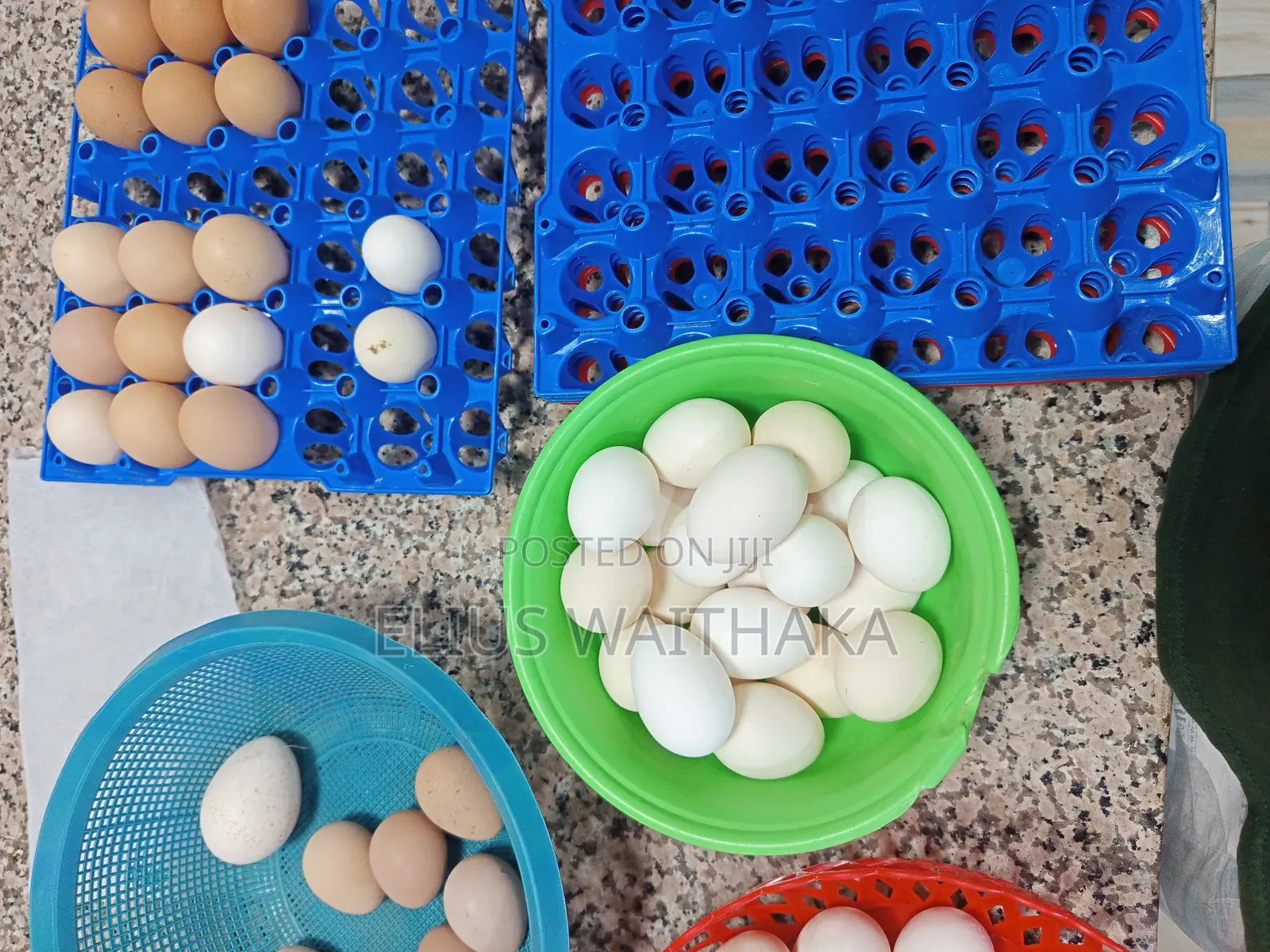 Fertilized Polish and Frizzle Bantam Eggs.