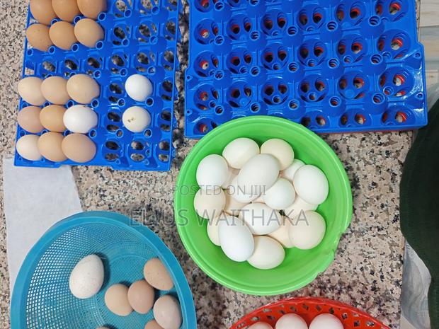 Fertilized Polish and Frizzle Bantam Eggs. - thumbnail 6