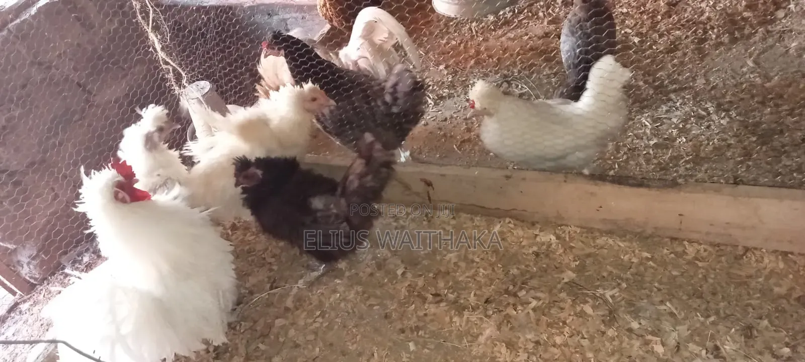 Fertilized Polish and Frizzle Bantam Eggs.