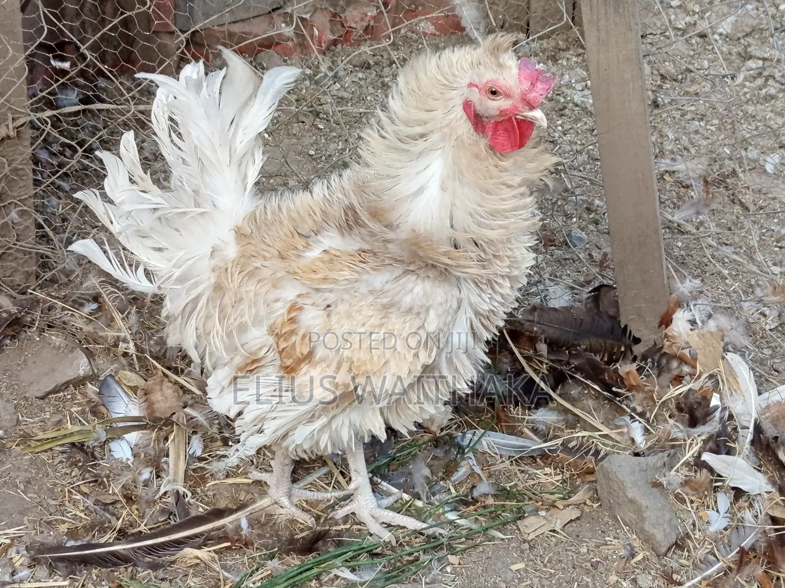 Fertilized Polish and Frizzle Bantam Eggs.